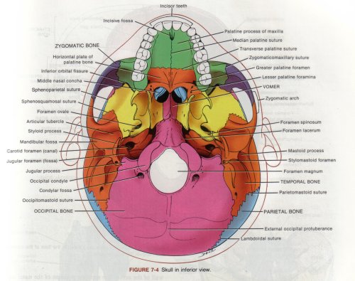 Index of /~meicenrd/mudescd/bot630dprojects/2003botany630wprojects/bones